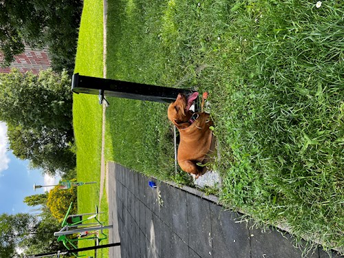 Krisztina- petsitter Budapest vagy Állat szitter a kutyák cicák