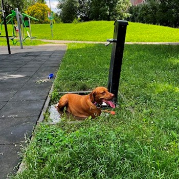 thumbnail petsitter Budapest vagy Állat szitter a kutyák cicák