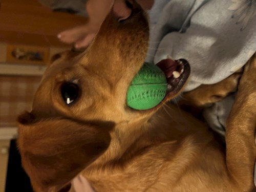 Krisztina- petsitter Budapest vagy Állat szitter a kutyák cicák