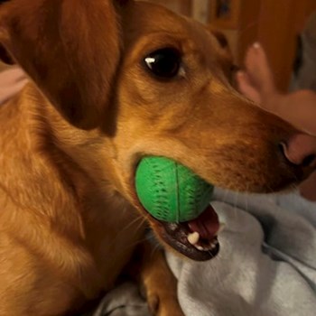 thumbnail petsitter Budapest vagy Állat szitter a kutyák cicák