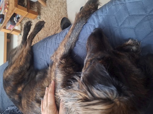 Varga- petsitter Budapest vagy Állat szitter a kutyák