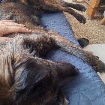 thumbnail petsitter Budapest vagy Állat szitter a kutyák