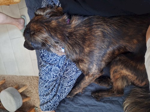 Varga- petsitter Budapest vagy Állat szitter a kutyák