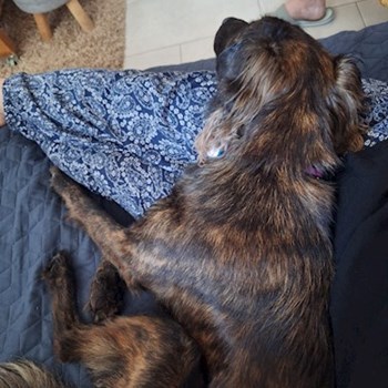 thumbnail petsitter Budapest vagy Állat szitter a kutyák