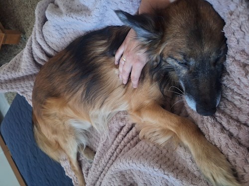 Varga- petsitter Budapest vagy Állat szitter a kutyák