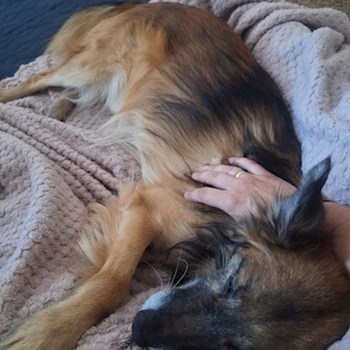 thumbnail petsitter Budapest vagy Állat szitter a kutyák