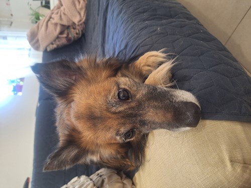 Varga- petsitter Budapest vagy Állat szitter a kutyák