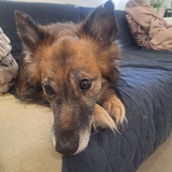 thumbnail petsitter Budapest vagy Állat szitter a kutyák