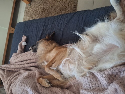 Varga- petsitter Budapest vagy Állat szitter a kutyák