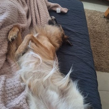 thumbnail petsitter Budapest vagy Állat szitter a kutyák