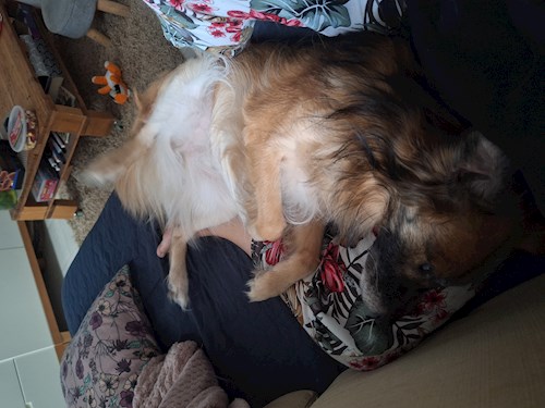 Varga- petsitter Budapest vagy Állat szitter a kutyák