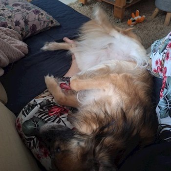 thumbnail petsitter Budapest vagy Állat szitter a kutyák