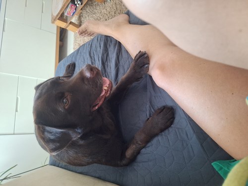 Varga- petsitter Budapest vagy Állat szitter a kutyák