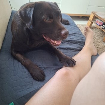 thumbnail petsitter Budapest vagy Állat szitter a kutyák