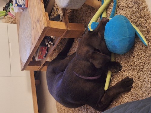 Varga- petsitter Budapest vagy Állat szitter a kutyák