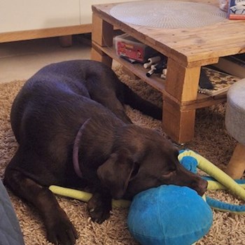 thumbnail petsitter Budapest vagy Állat szitter a kutyák