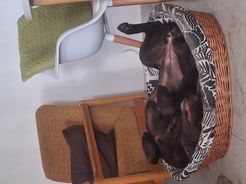 Varga- petsitter Budapest vagy Állat szitter a kutyák