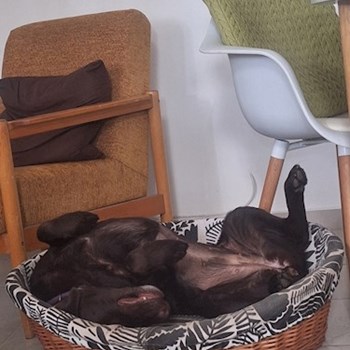 thumbnail petsitter Budapest vagy Állat szitter a kutyák