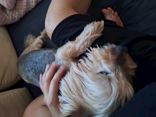 Varga- petsitter Budapest vagy Állat szitter a kutyák