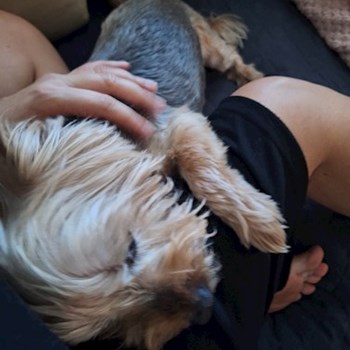 thumbnail petsitter Budapest vagy Állat szitter a kutyák