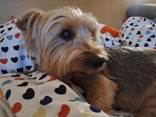 Varga- petsitter Budapest vagy Állat szitter a kutyák