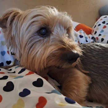 thumbnail petsitter Budapest vagy Állat szitter a kutyák