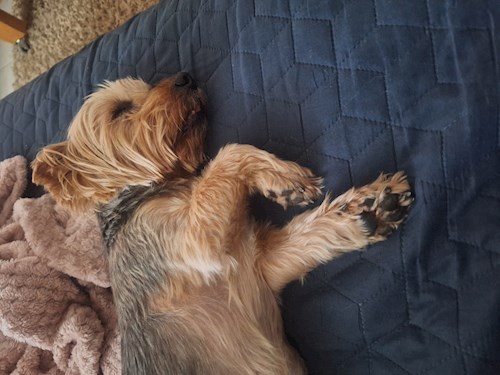 Varga- petsitter Budapest vagy Állat szitter a kutyák