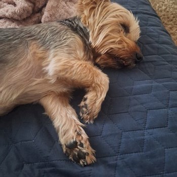 thumbnail petsitter Budapest vagy Állat szitter a kutyák