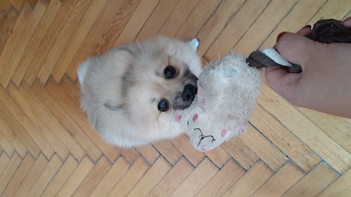 Isadora- petsitter Budapest vagy Állat szitter a kutyák