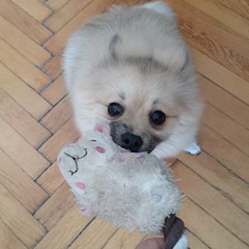 thumbnail petsitter Budapest vagy Állat szitter a kutyák