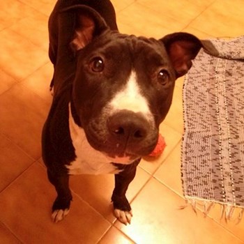 thumbnail petsitter Budapest vagy Állat szitter a kutyák