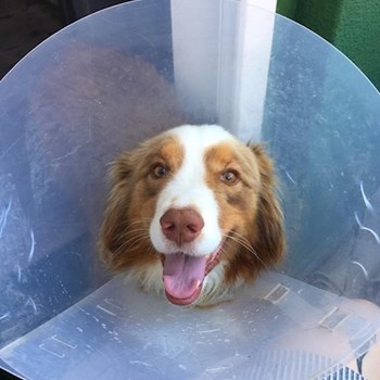 thumbnail petsitter Budapest vagy Állat szitter a kutyák