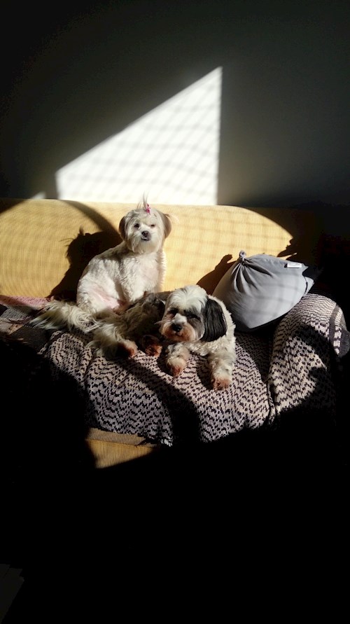 Isadora- petsitter Budapest vagy Állat szitter a kutyák