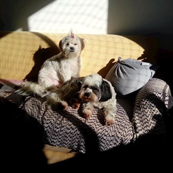 thumbnail petsitter Budapest vagy Állat szitter a kutyák