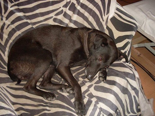 Neu- petsitter Budapest vagy Állat szitter a kutyák cicák