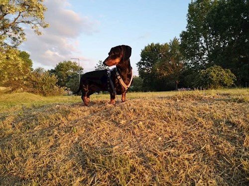 Gulyás- petsitter Budapest or Pet nanny for dogs