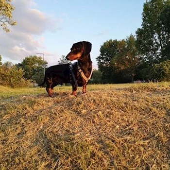 thumbnail petsitter Budapest or pet nanny for dogs