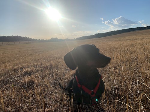 Gulyás- petsitter Budapest or Pet nanny for dogs