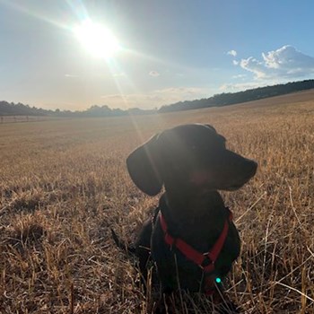 thumbnail petsitter Budapest or pet nanny for dogs