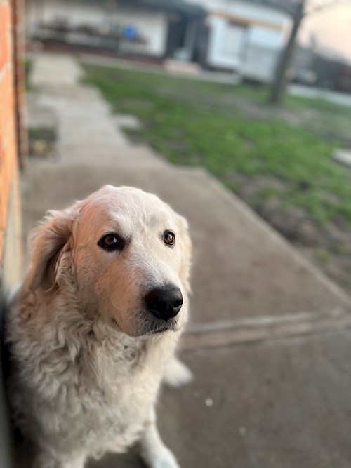 Gulyás- petsitter Budapest or Pet nanny for dogs