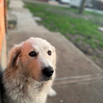 thumbnail petsitter Budapest or pet nanny for dogs