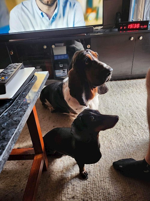 Gulyás- petsitter Budapest or Pet nanny for dogs