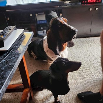 thumbnail petsitter Budapest or pet nanny for dogs