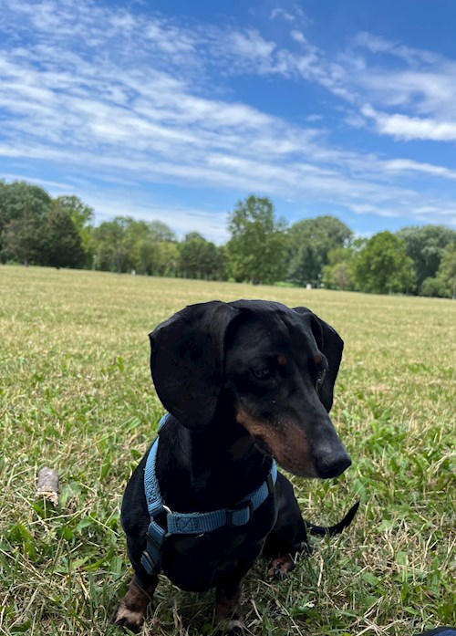 Gulyás- petsitter Budapest or Pet nanny for dogs