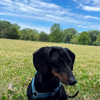 thumbnail petsitter Budapest or pet nanny for dogs