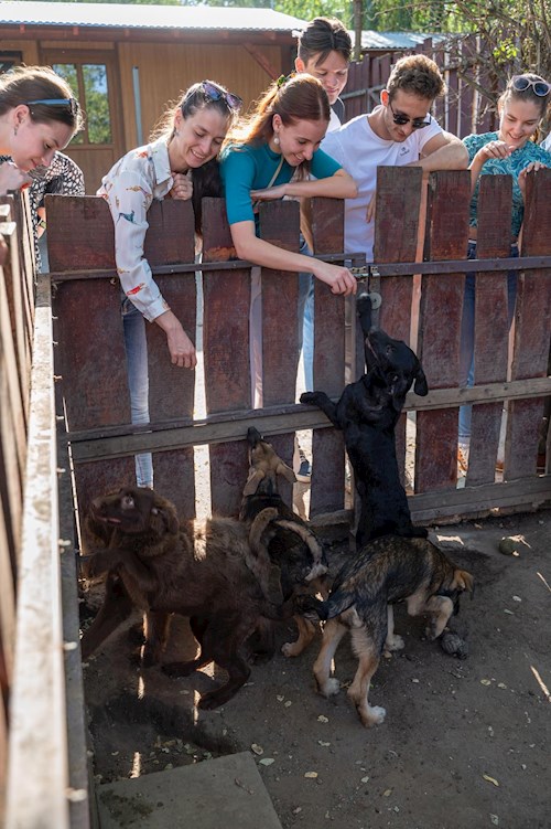 Králik- petsitter Budapest or Pet nanny for dogs