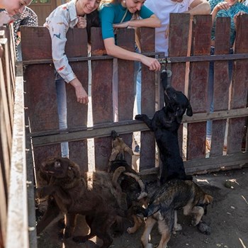 thumbnail petsitter Budapest or pet nanny for dogs