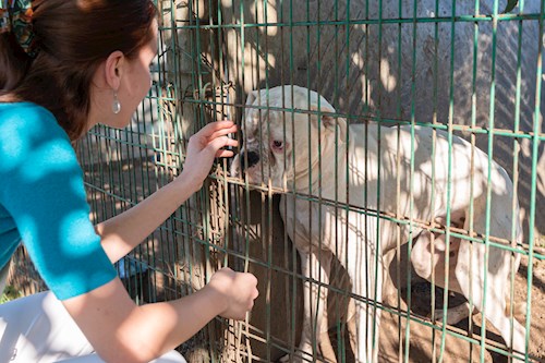 Králik- petsitter Budapest or Pet nanny for dogs