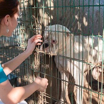 thumbnail petsitter Budapest or pet nanny for dogs