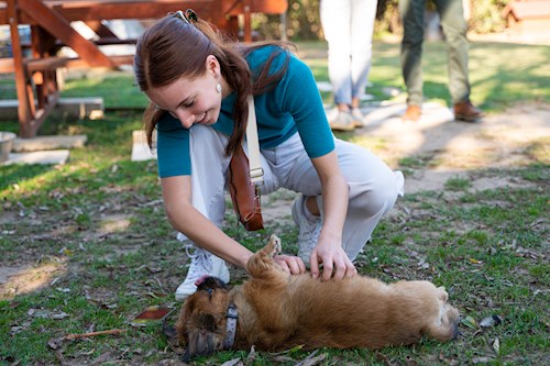 Králik- petsitter Budapest or Pet nanny for dogs